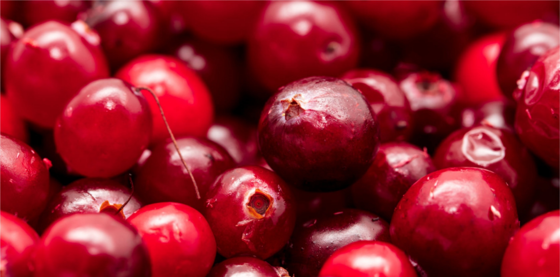 Cranberry Extract