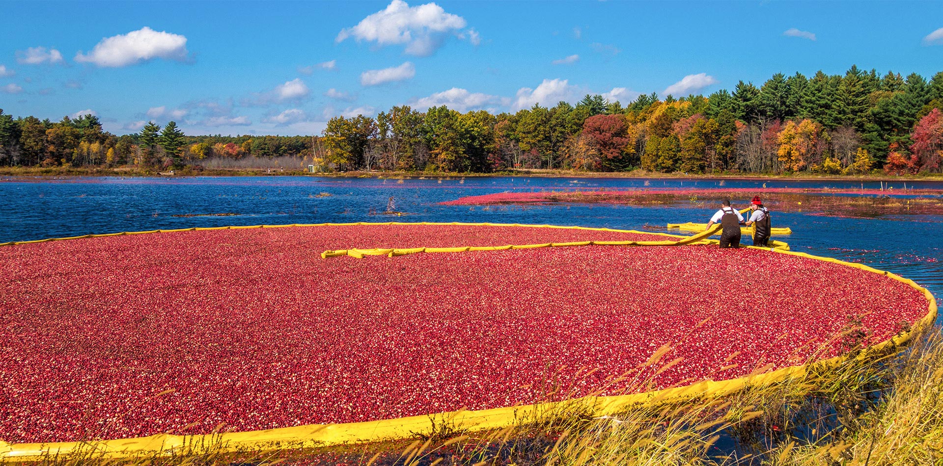 Cranberry Extract