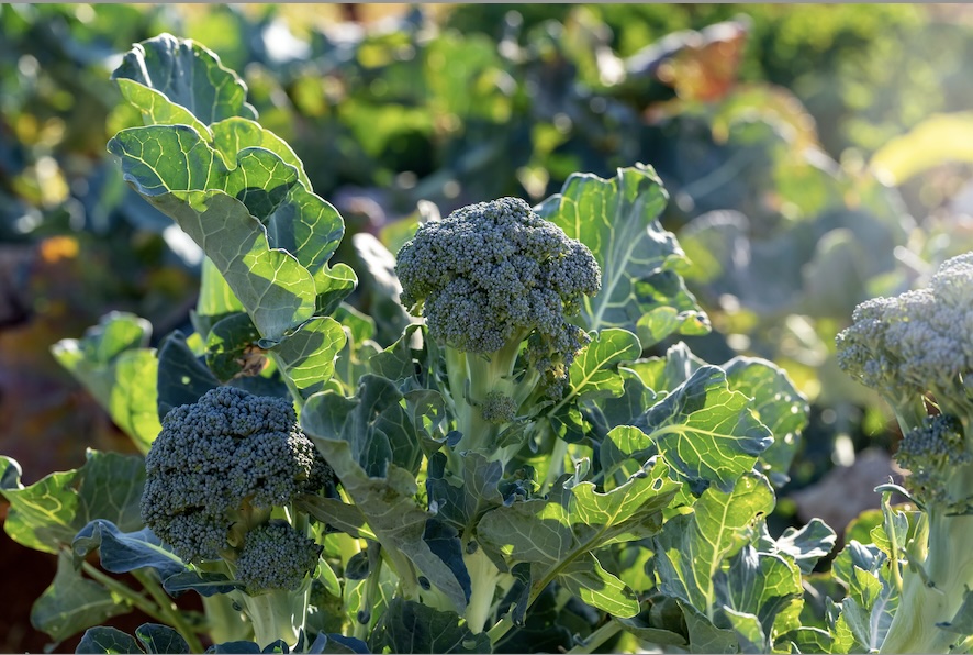 Broccoli Seed Extract (Brassica oleracea L.)