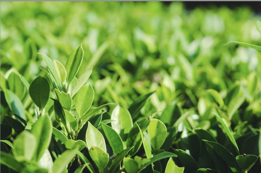 Green Tea Extract (Camellia Sinensis)