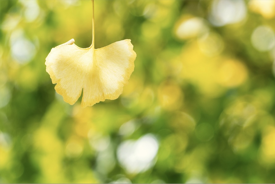 银杏提取物<br> 	( Ginkgo biloba L.)