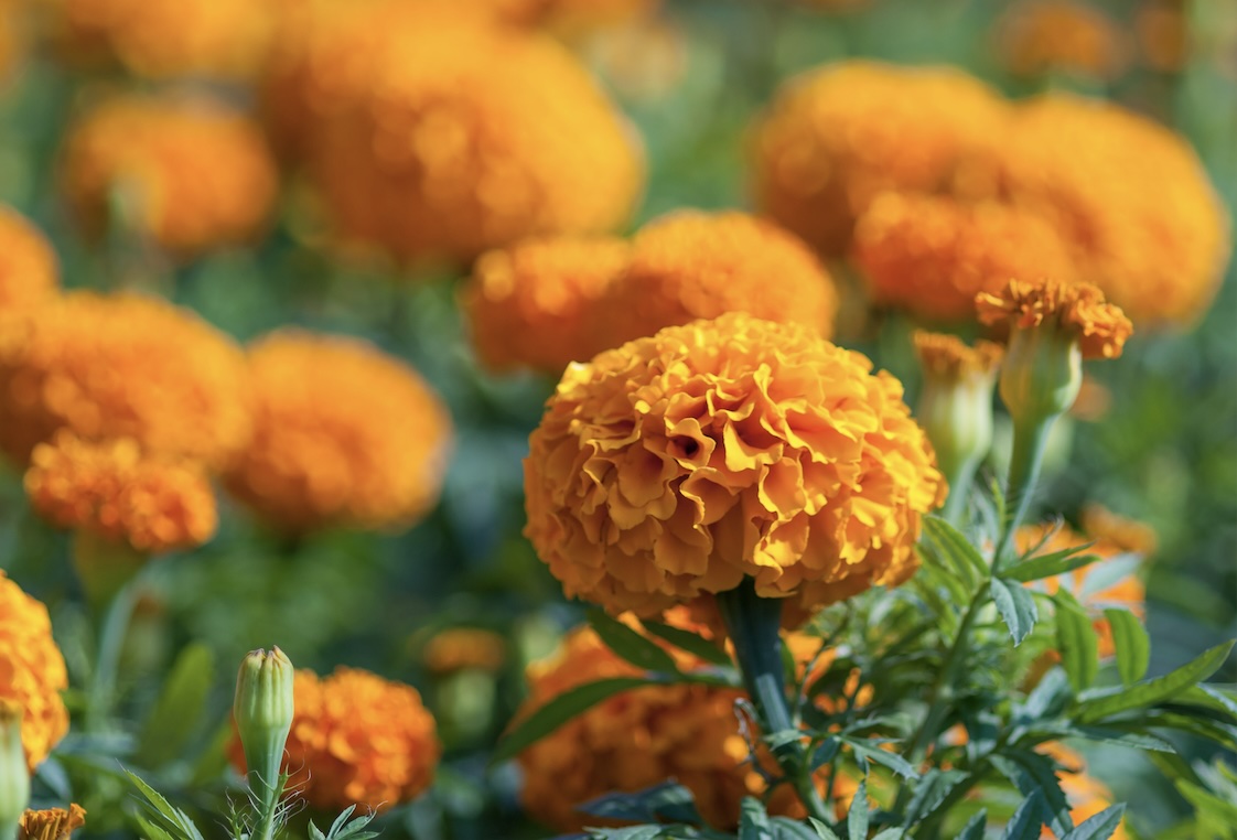 Marigold Flower Extract (Tagetes erecta L.)