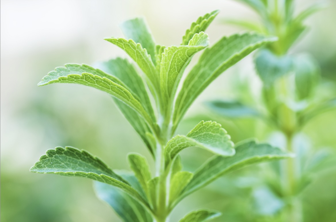 Stevia leaf Extract (Stevia rebaudiana)