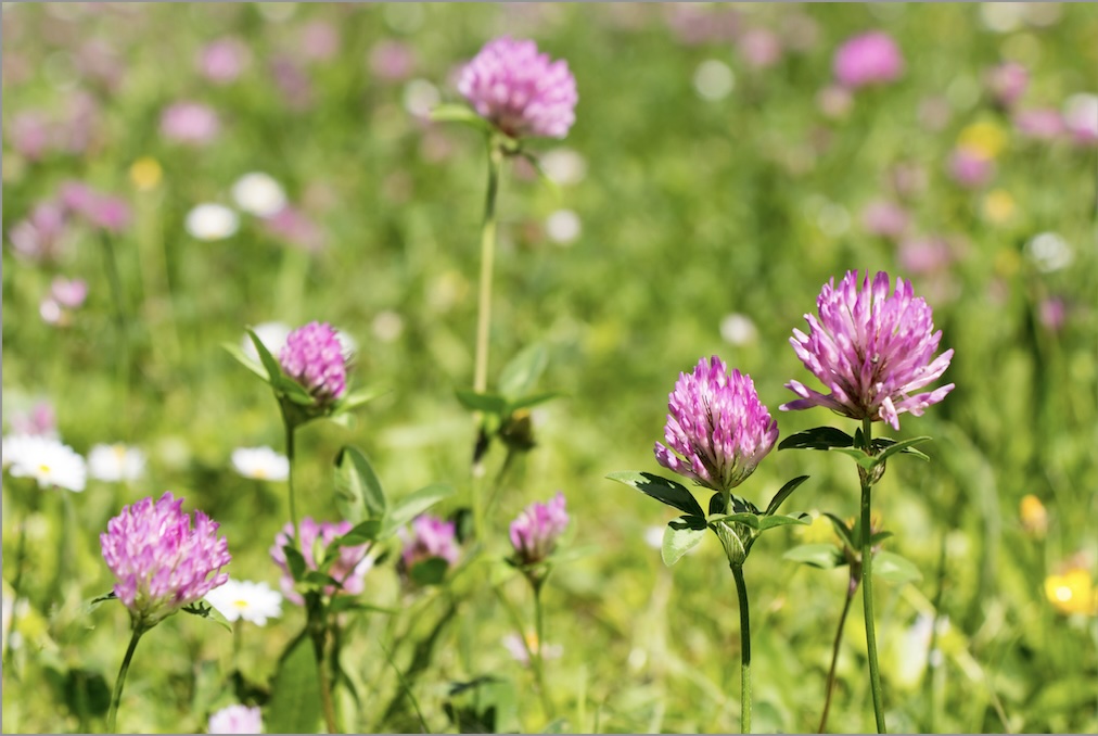 红车轴提取物 (Trifolium pratense L.)