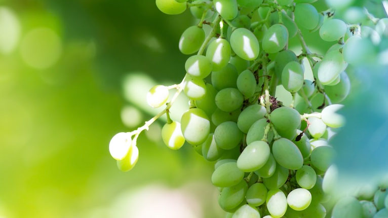 Grape Seed Extract (Vitis vinifera L.)