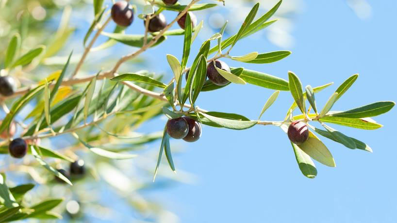 Olive Leaf Extract (Olea europaea L.)