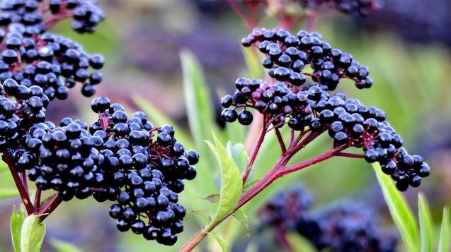 Elderberry Extract (Sambucus nigra)