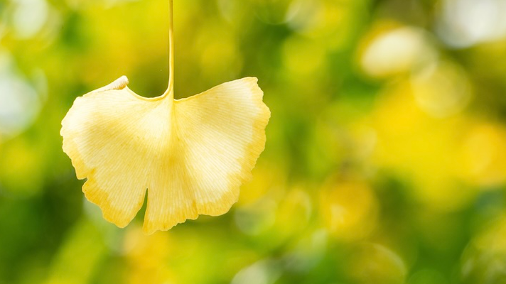 Ginkgo Biloba Extract<br> 	( Ginkgo biloba L.)