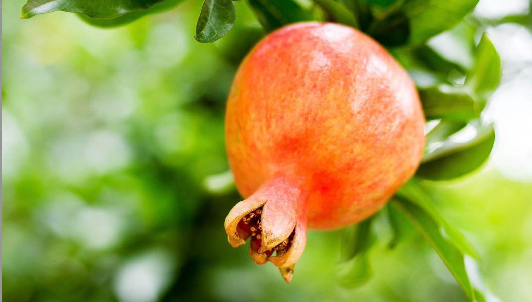 Pomegranate Extract (Punica granatum L.)