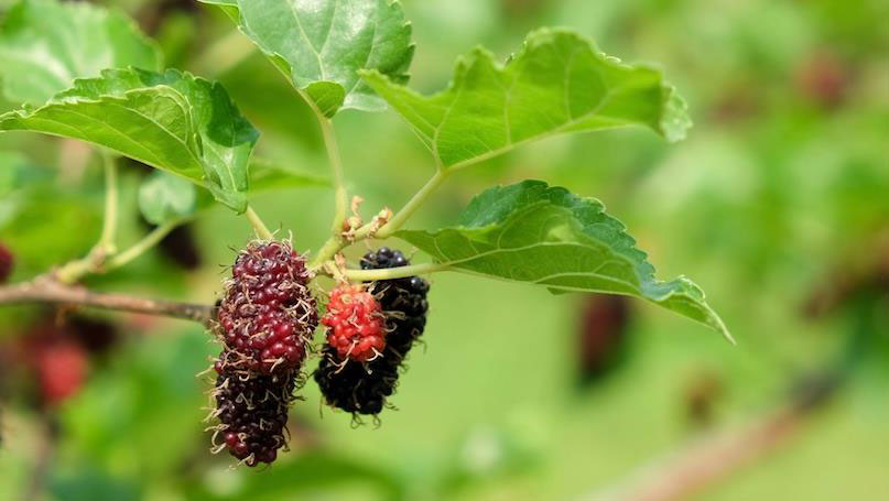 Mulberry Extract (Morus alba Linn.)