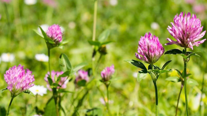 Red clover Extract (Trifolium pratense L.)