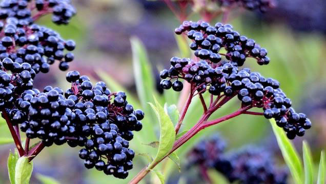 接骨木提取物 (Sambucus nigra)