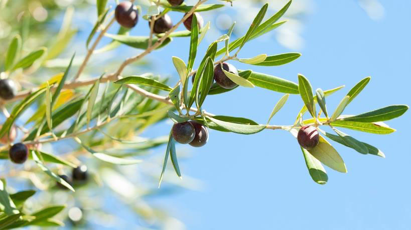 橄榄叶提取物 (Olea europaea L.)