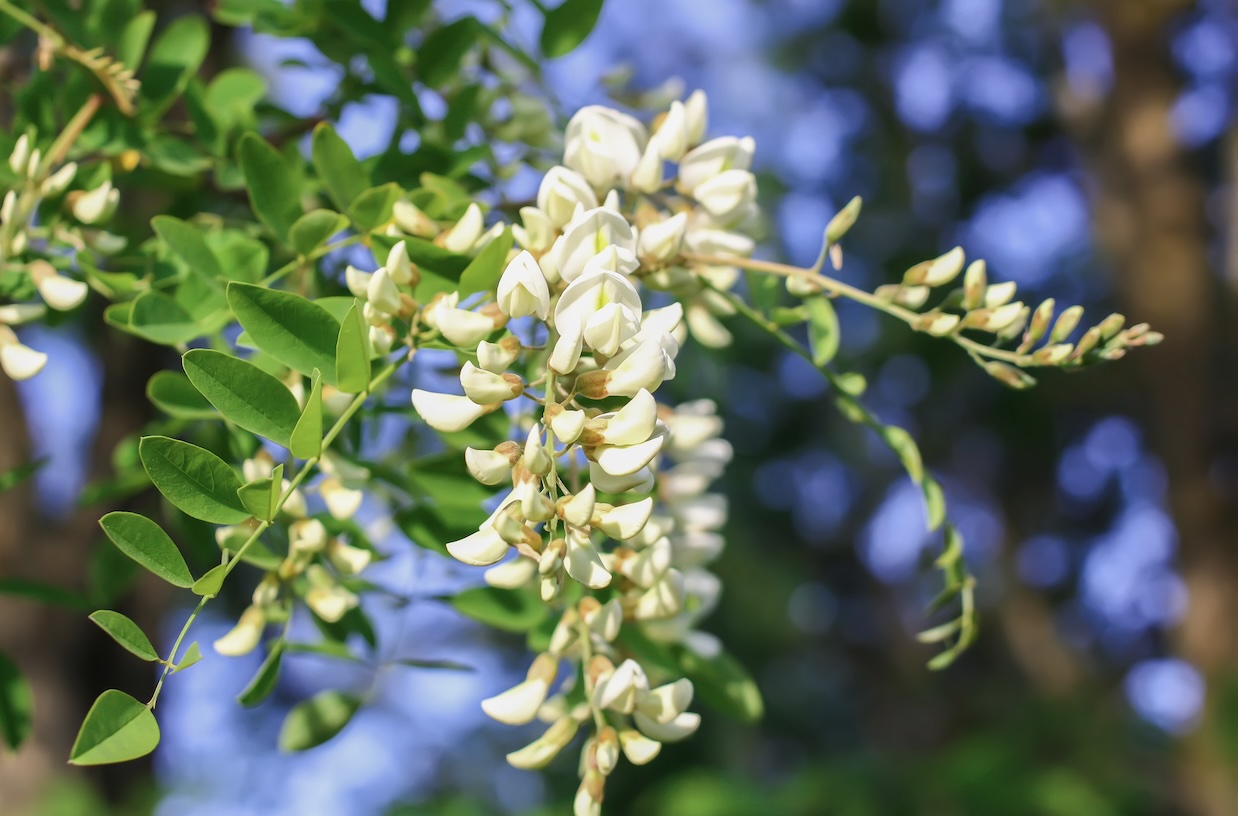 槐米提取物（Sophora Japonica）