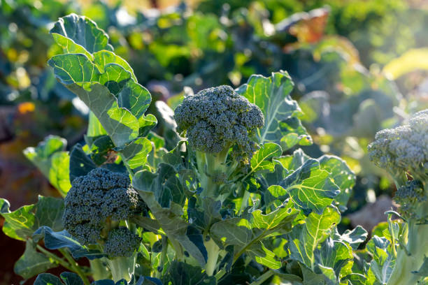 西兰花籽水提物 (Brassica oleracea L.)